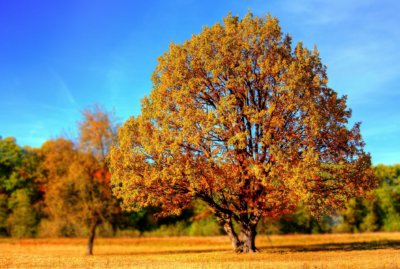 Tree in the fall